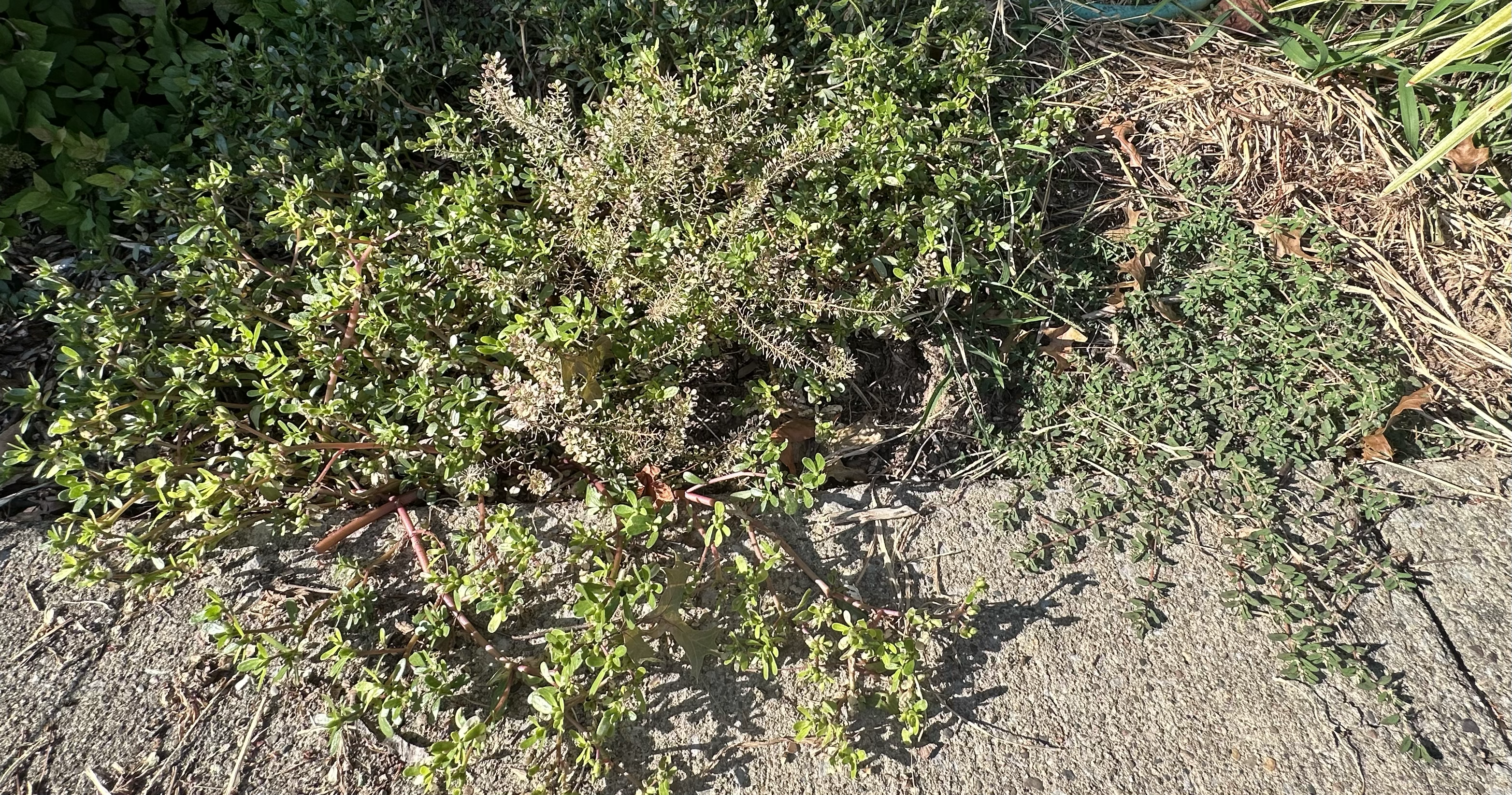 image with purslane on the left and spurge on the right